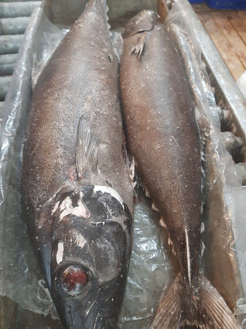 z6322700831479_02a4f303fcf47fa0da73792c53f10045